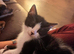 Three gorgeous boy kittens
