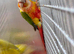 Pair of high red conures