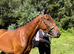 16.1 4 year old WB X TB gelding.