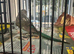 Blackwing budgie handtame very healthy and active