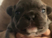 French Bulldog Pups