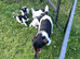 Jack Russell