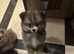 Pomeranian Puppys &pound;700