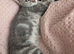 Kittens for sale