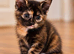 Kittens for sale