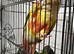 Pineapple red factor breeder female available with dna