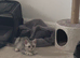 British shorthair silver tabby
