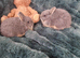 2 adorable Netherland Dwarf Blue otter sisters