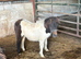 Miniature Shetland pony
