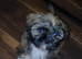 Puppy for rehoming