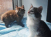 FLUFFY KITTENS
