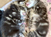 Absolutely gorgeous kittens girl & boy