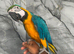 Ready Now Baby Handreared Friendly Super Tame Cuddly Blue & Gold Macaw Parrot,22