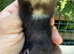 Semi angora hob ferret white bib
