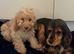 Puppies ready to go
