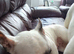 2 female frenchies mother and daughter