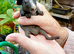 Baby Skinny Pigs