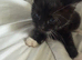 Kittens for sale