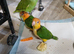 Hand-Reared yellow thighed caiques
