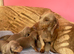 Pedigree miniature dachshund puppies