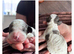 Stunning Cavapoo pups