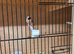 Pair of Hex long tail finch