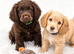 Stunning working cocker spaniel boys
