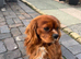 Kc Health Tested Ruby Cavalier King Charles At Stud