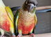 Adorable fully hand reared baby conures