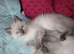 Ragdoll kittens