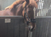 Chestnut make 15hh