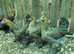 Stunning Brahma hens &ndash; POL.