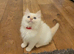 Beautiful GCCF Registered Ragdoll Kittens.