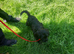 Lively Young Sproodle