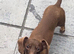 Girl dachshund puppies for sale