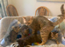 BSH Silver X bundles of love
