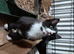 Two kittens needing homes sorry problem with contacting people