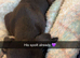 Male Lurcher pup 3 months old