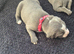 3 beautiful staff puppies