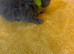 7 blue/grey British Shorthair kittens for sale