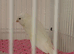 Beautiful Persian Canarys