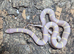 Lavender Albino Kind Snake at Birmingham Reptiles