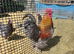 Gold Lace Chouchin (Large fowl)