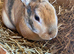 Two spayed Rex females for sale
