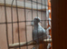 Diamond Dove Colony X 10