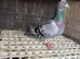 A male pigeon for sale