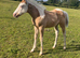 Quality Champagne American Paint Horse