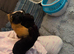 2 boar guinea pigs