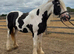 Millie – 12-Year-Old 14.3hh