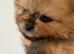 Kc Pomeranians puppies